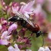 Neotypus melanocephalus